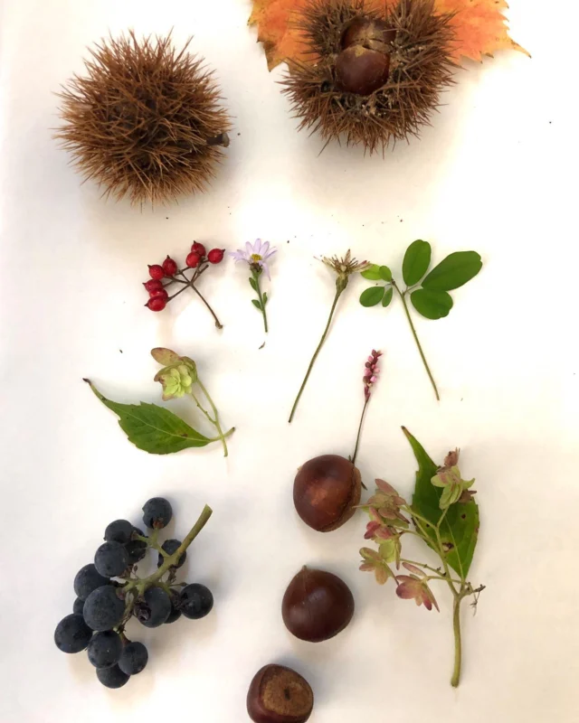 🌰🍇🍁
ショップカードの花束ネコを秋の実り束ネコにしてお届け梱包。

実物を手にしながら実物を見ずに描いていて､､､
こんな写真も撮りながらなんだよプレイかよ〜👨‍🎨

朝晩さむくて冬の心配はじめましたが
秋めく景色は散歩がたのしい。

#秋